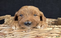 Goldendoodle dogs for sale: Regan - Image 5