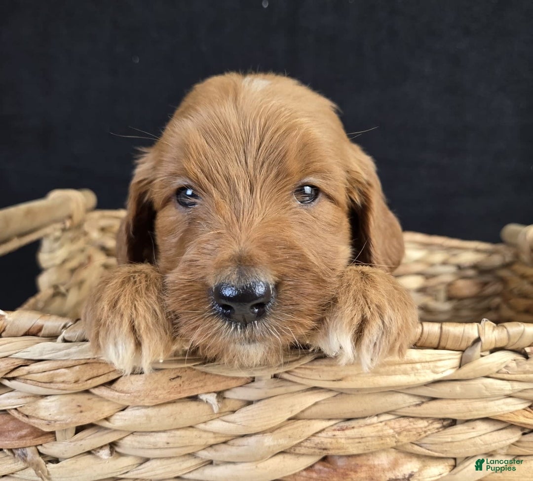 Goldendoodle dogs for sale: Regan - Image 5