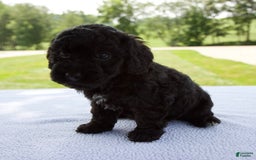 Miniature Poodle dogs for sale: Ollie - Image 2