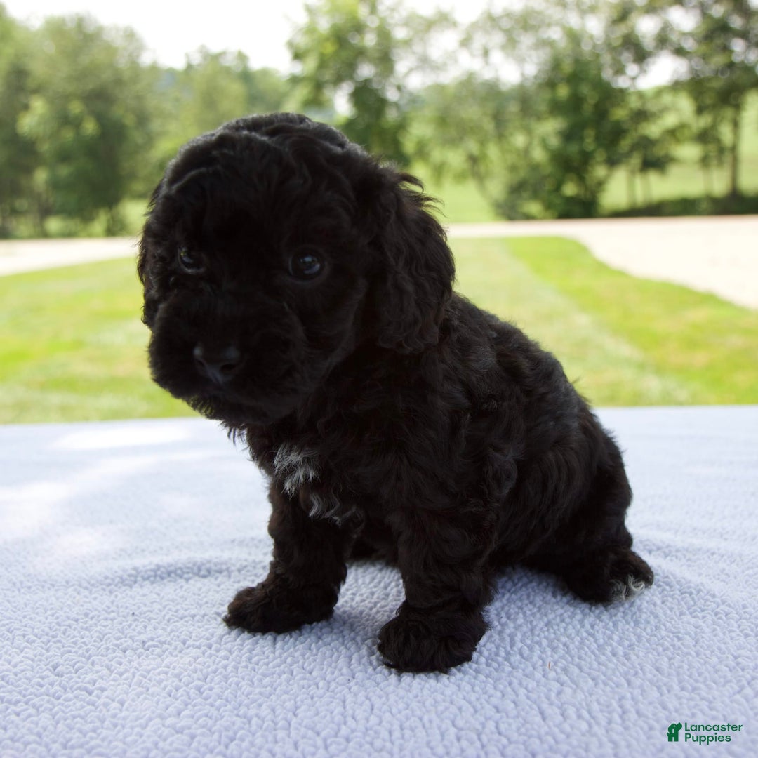 Miniature Poodle dogs for sale: Ollie - Image 2
