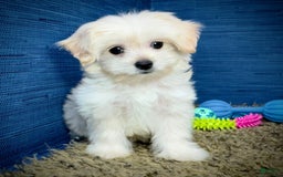 Shihpoo dogs for sale: Cedric - Image 22