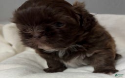 Shih Tzu dogs for sale: Kaylee - Image 30