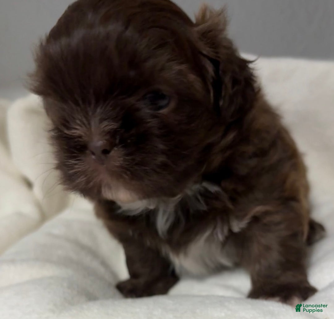 Shih Tzu dogs for sale: Kaylee - Image 30