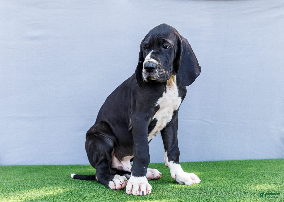 Great Dane dogs for sale: Trever - Image 22
