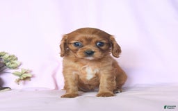 Cavalier King Charles Spaniel dogs for sale: Joy - Image 1