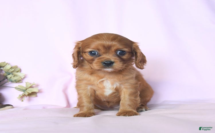 Cavalier King Charles Spaniel dogs for sale - Ad 5