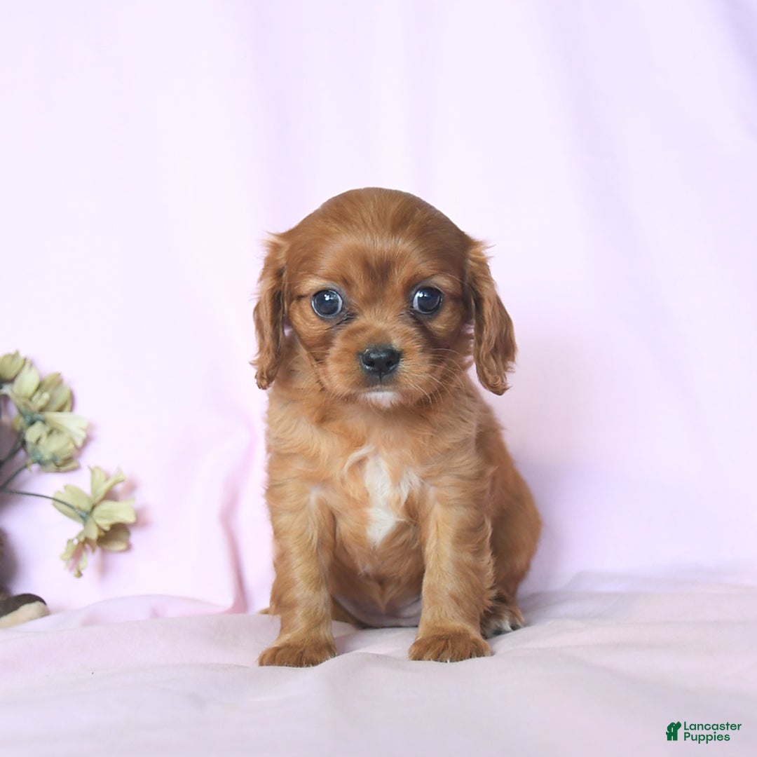 Cavalier King Charles Spaniel dogs for sale: Joy - Image 1