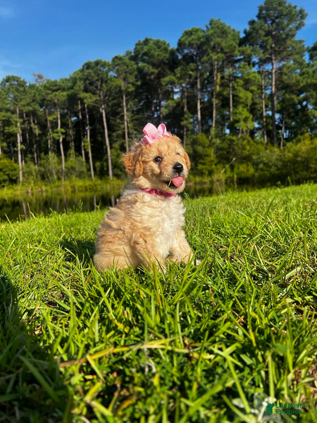 Aussiedoodle dogs for sale: Bella - Image 2