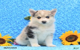 Pomsky dogs for sale: Maisie - Image 1