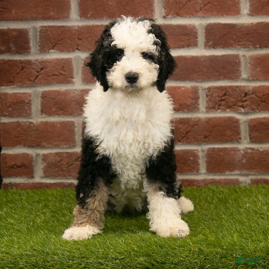 Mini Bernedoodle dogs for sale: Brooklyn - Image 20