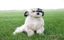 Shihpoo dogs for sale: Abby - Image 6