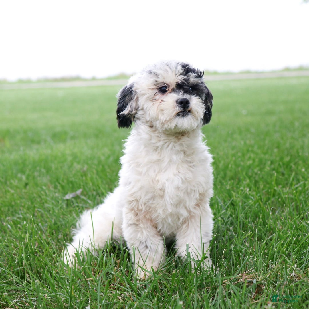 Shihpoo dogs for sale: Abby - Image 6