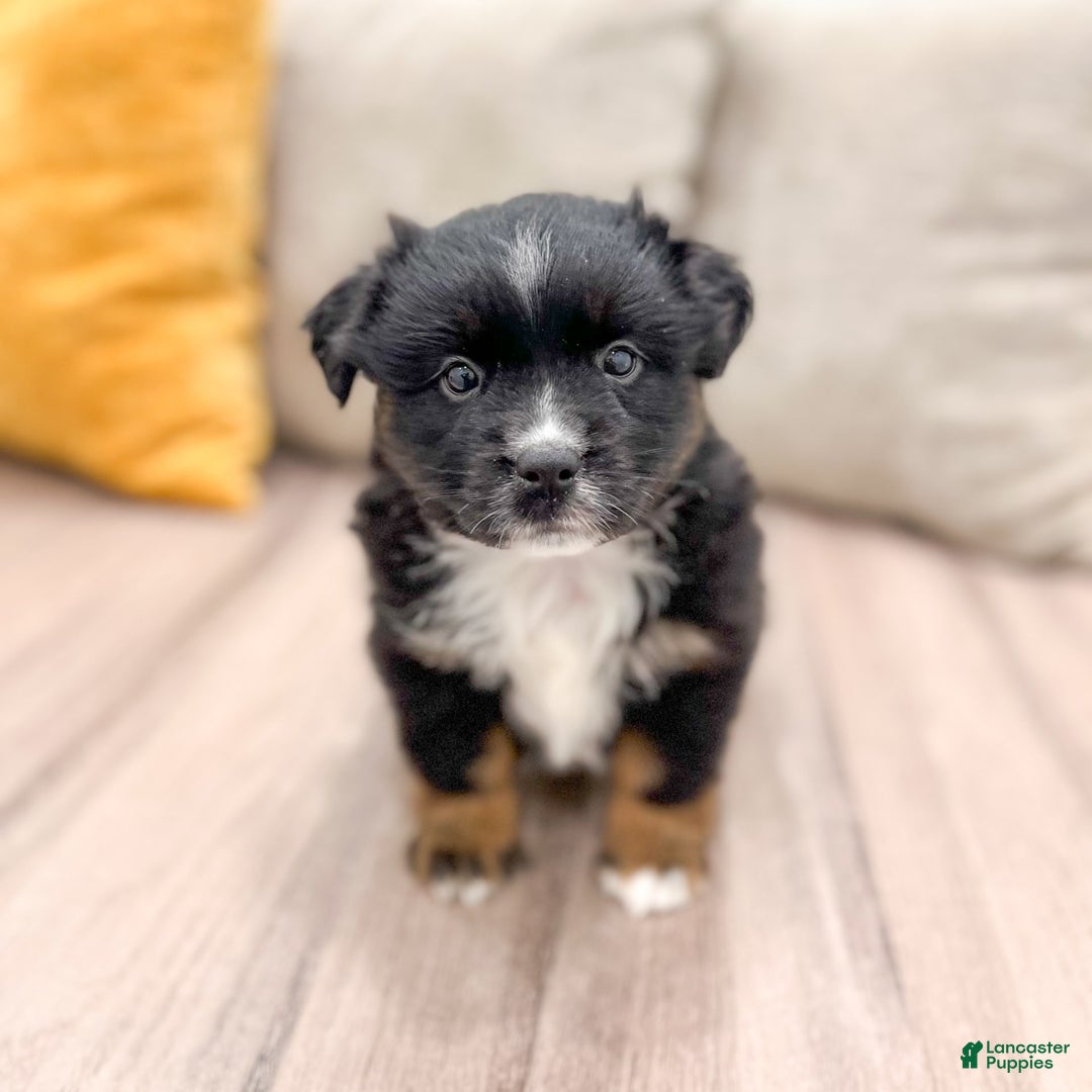 Australian Shepherd dogs for sale: Lassie - Image 11