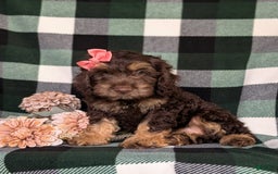 Cockapoo dogs for sale: Charise - Image 9