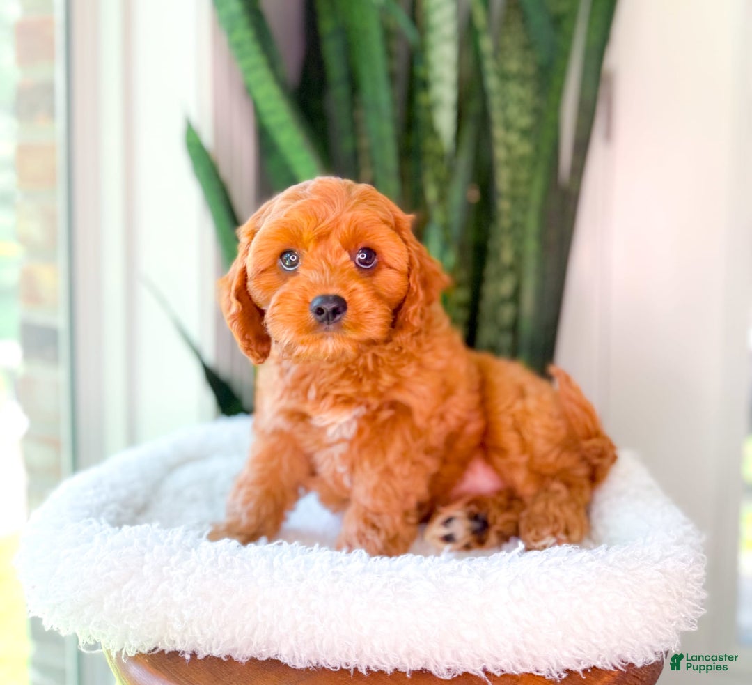 Cavapoo dogs for sale: Ian - Image 5