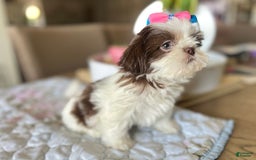 Shih Tzu dogs for sale: Rosse - Image 5