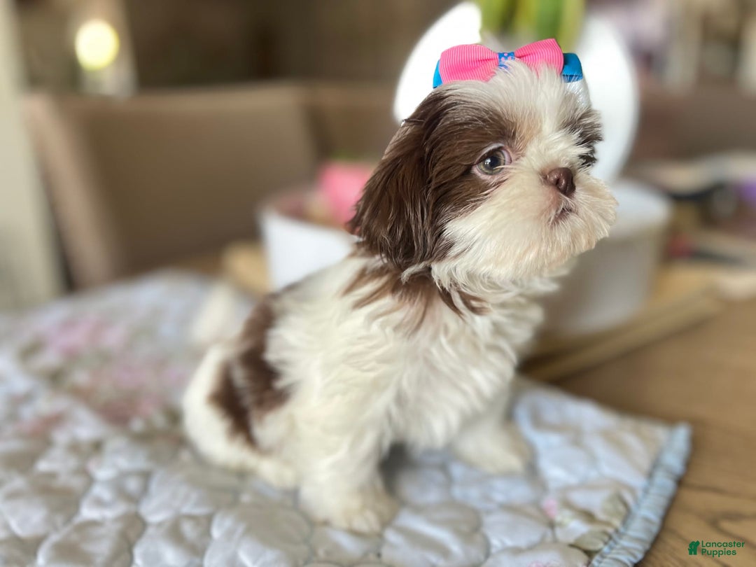 Shih Tzu dogs for sale: Rosse - Image 5