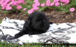 Newfoundland dogs for sale: Knight - Image 3