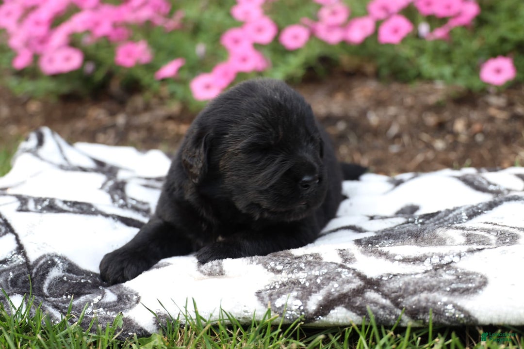 Newfoundland dogs for sale: Knight - Image 3