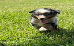 Miniature Australian Shepherd dogs for sale: F-purple - Image 7