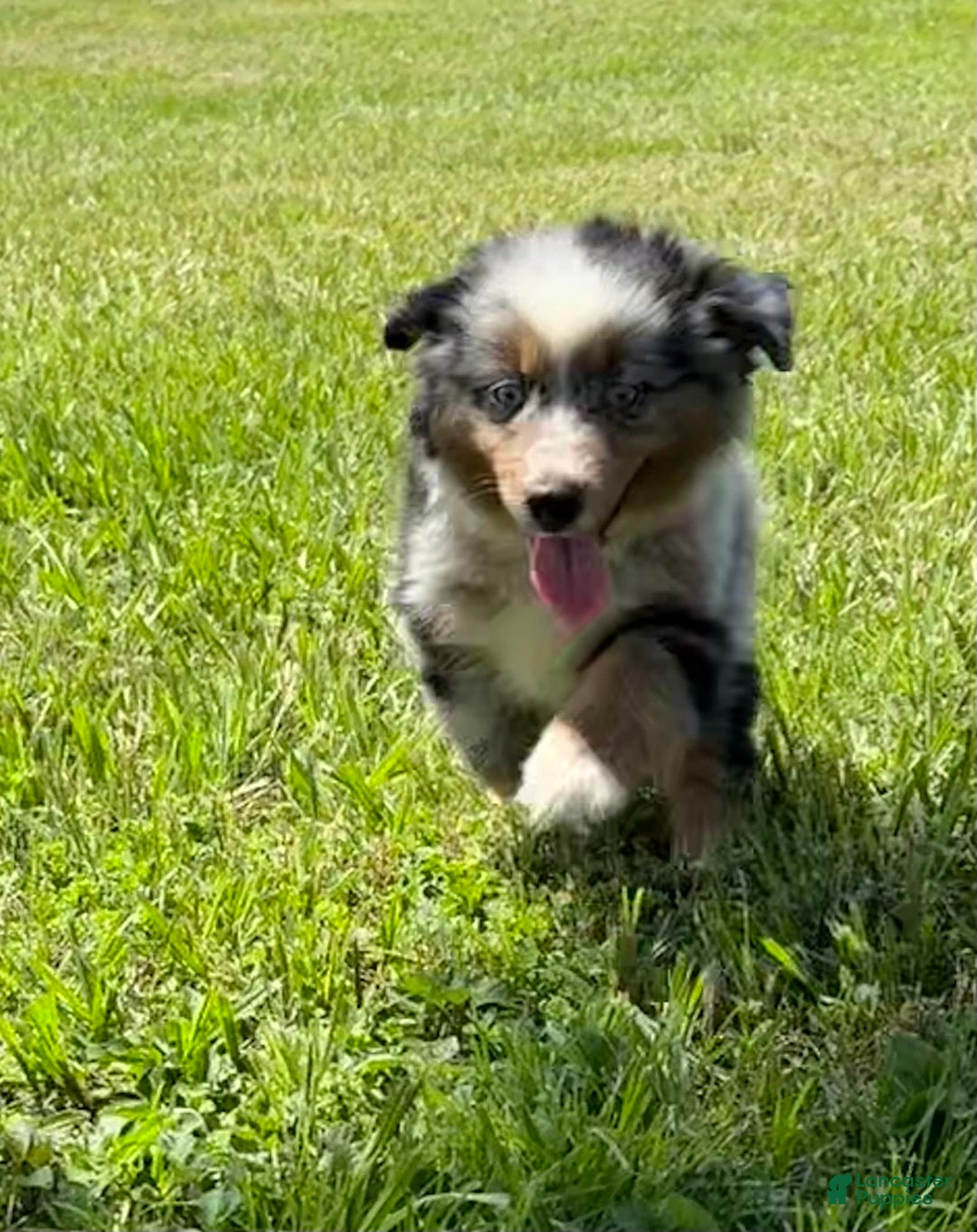 Miniature Australian Shepherd dogs for sale: F-purple - Image 7