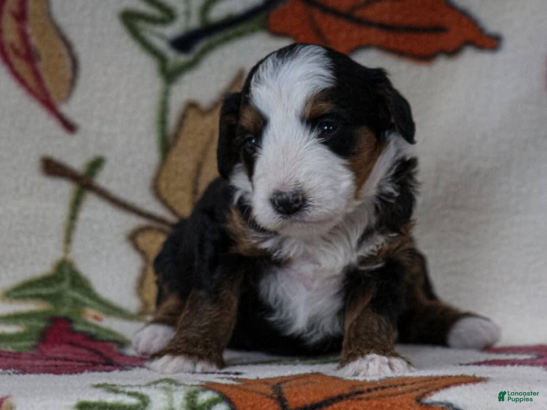 Mini Bernedoodle dogs for sale: Madelyn - Image 4