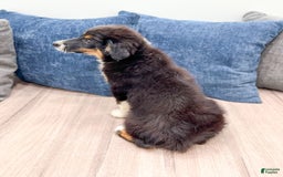 Miniature Australian Shepherd dogs for sale: Athena - Image 2