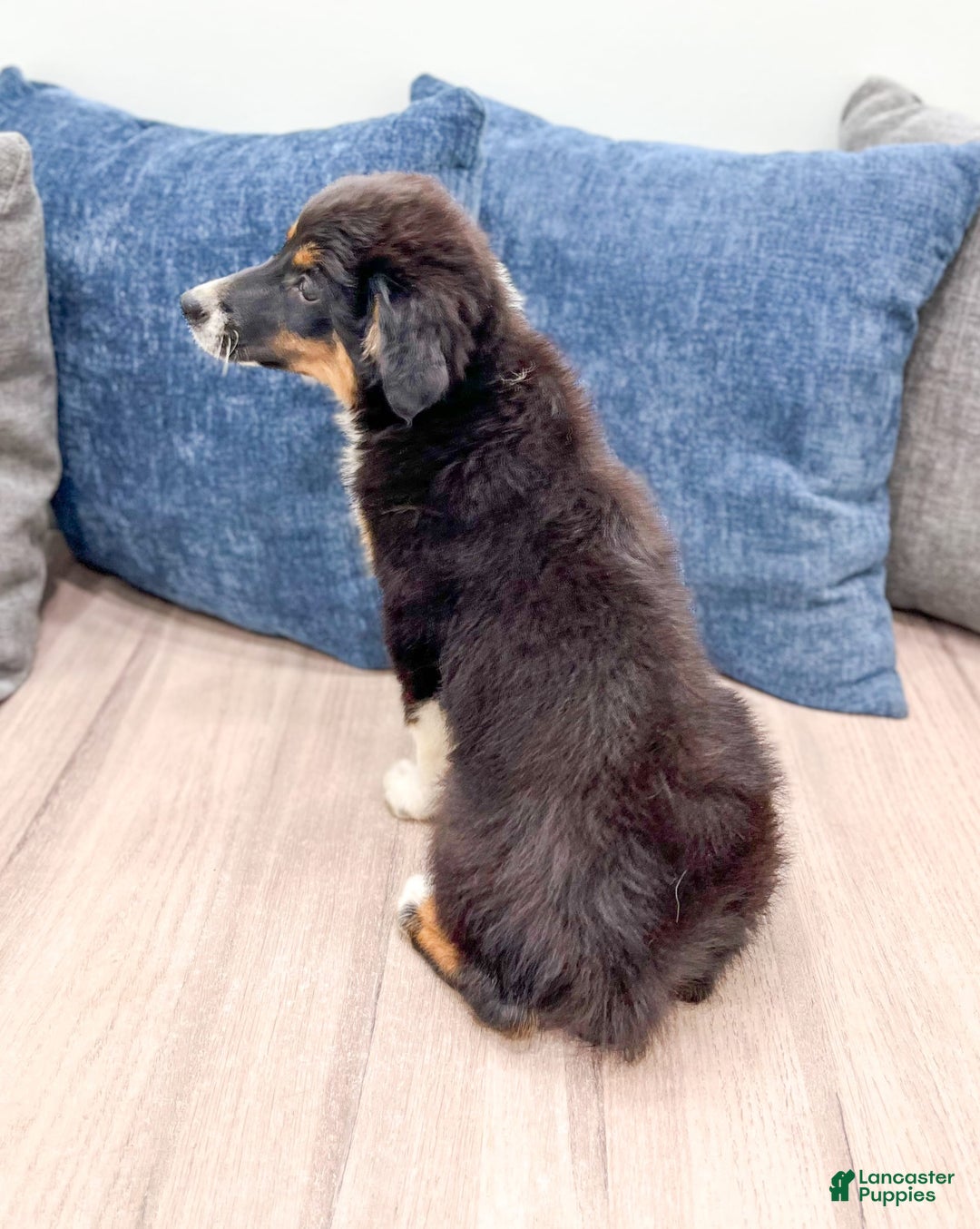 Miniature Australian Shepherd dogs for sale: Athena - Image 2