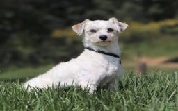 Havanese dogs for sale: Rex - Image 7