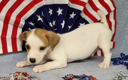 Jack Russell Terrier dogs for sale: Jack Russell Joker Male - Image 4