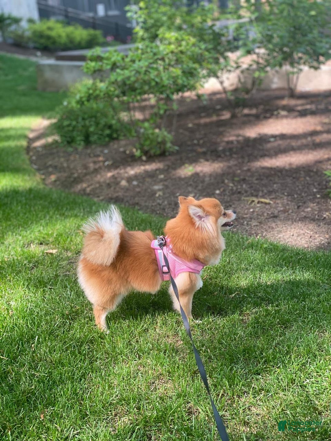 Pomeranian dogs for sale: Fluffy - Image 6