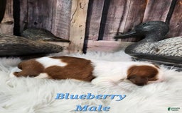 English Springer Spaniel dogs for sale: Blueberry - Image 3