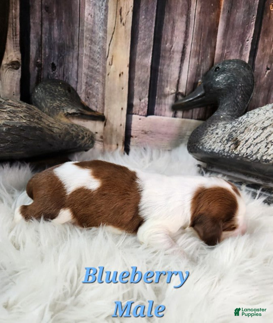 English Springer Spaniel dogs for sale: Blueberry - Image 3