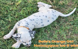 Dalmatian dogs for sale: Belles Orange Lua Girl - Image 6