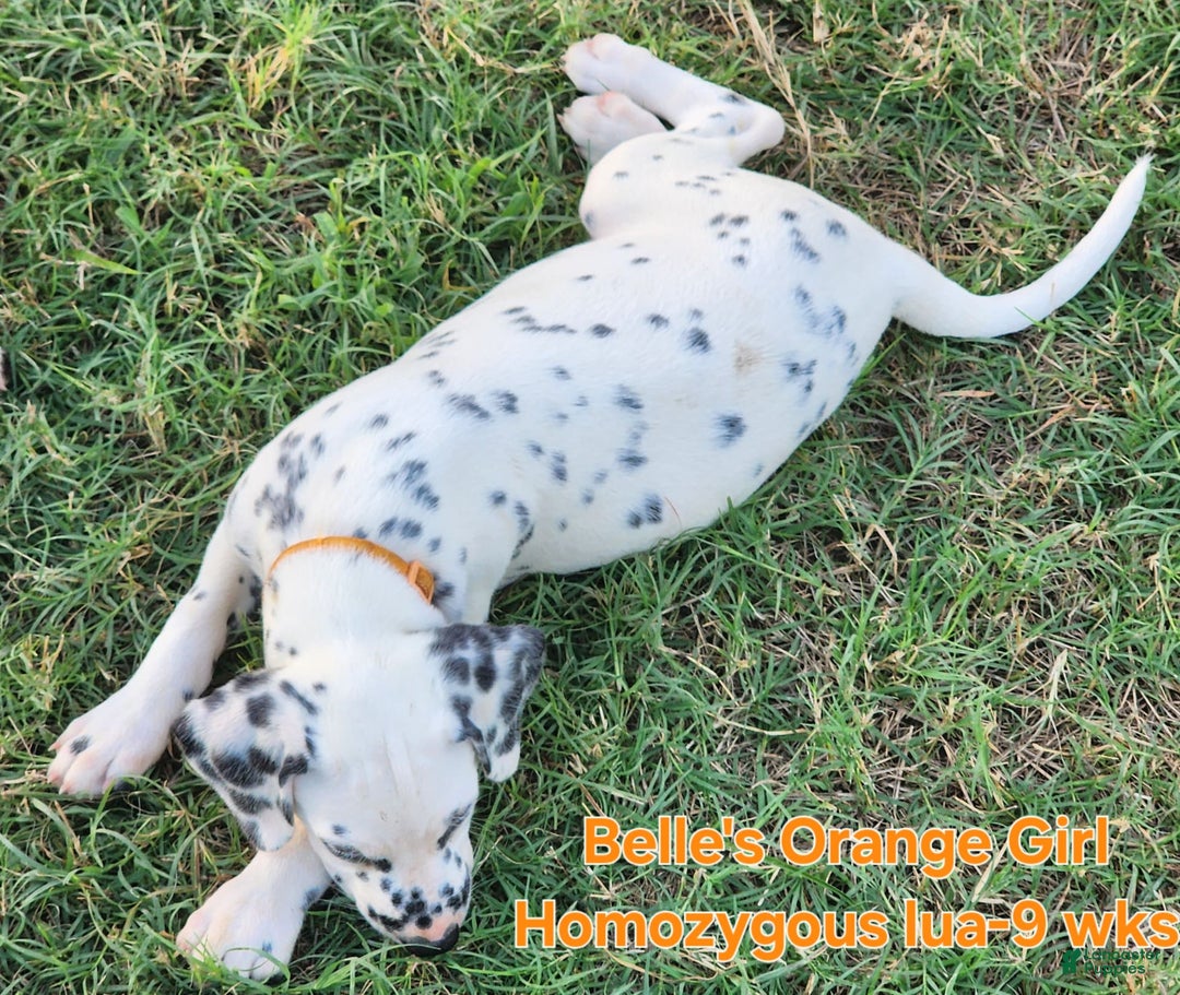 Dalmatian dogs for sale: Belles Orange Lua Girl - Image 6