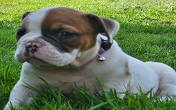 English Bulldog dogs for sale: Evan - Image 2