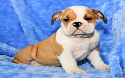 Beabull dogs for sale: Chief - Image 2