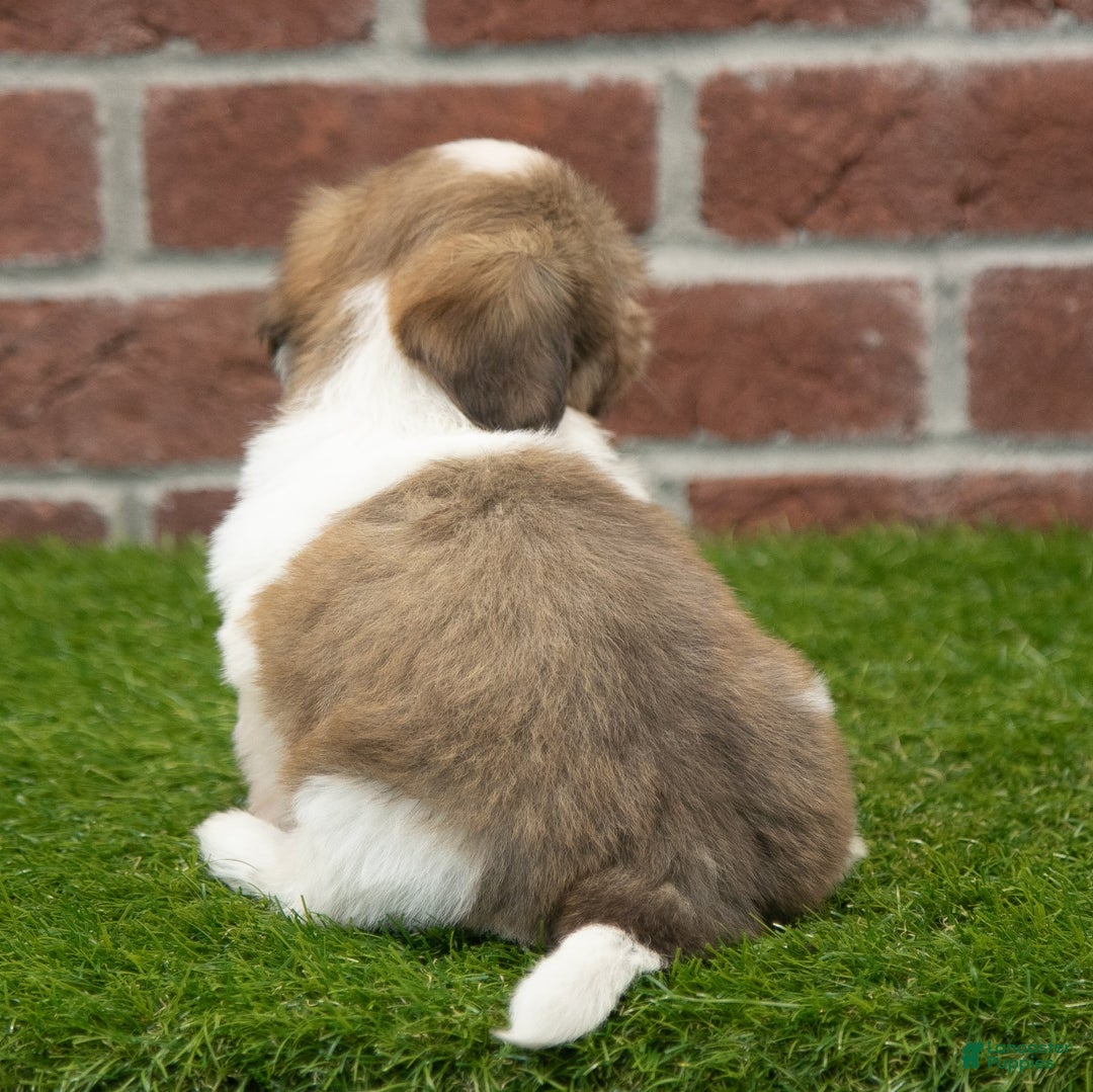 Shih Tzu dogs for sale: Hannah - Image 6