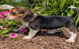 Beagle dogs for sale: Eclair - Image 3