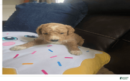 Goldendoodle dogs for sale: Chloe - Image 5