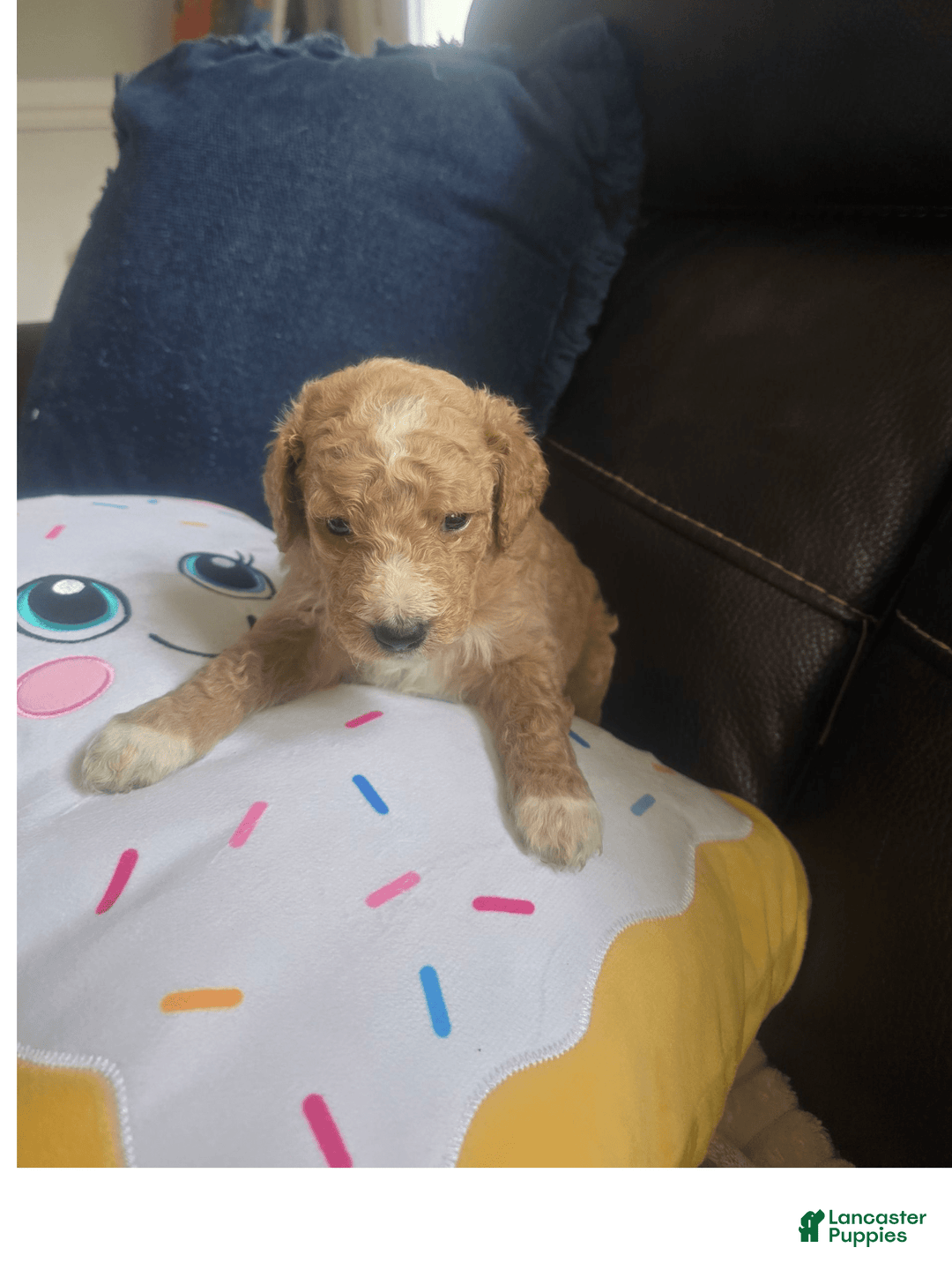 Goldendoodle dogs for sale: Chloe - Image 5