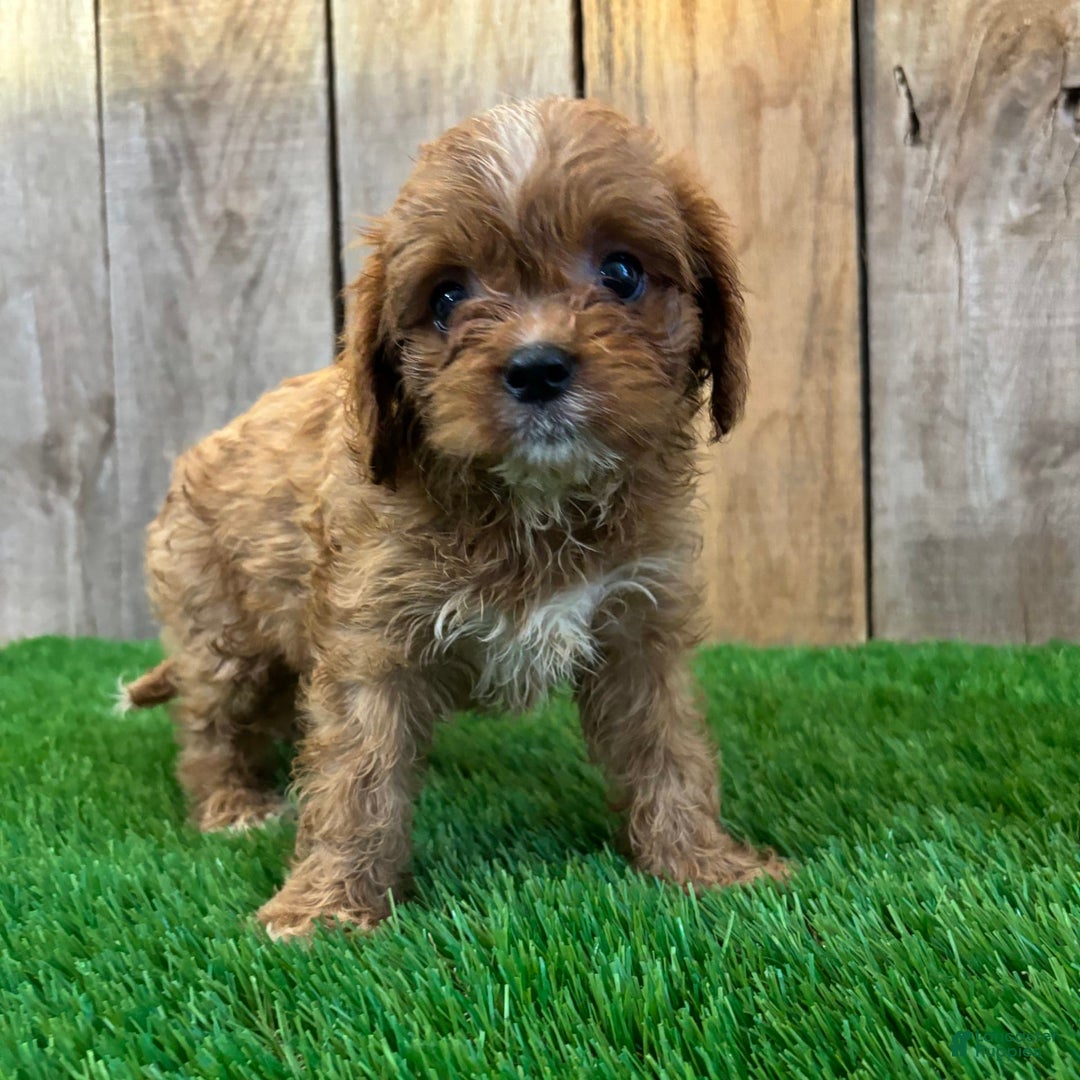 Cavapoo dogs for sale: Sophia - Image 6