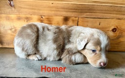 Australian Shepherd dogs for sale: Homer - Image 1