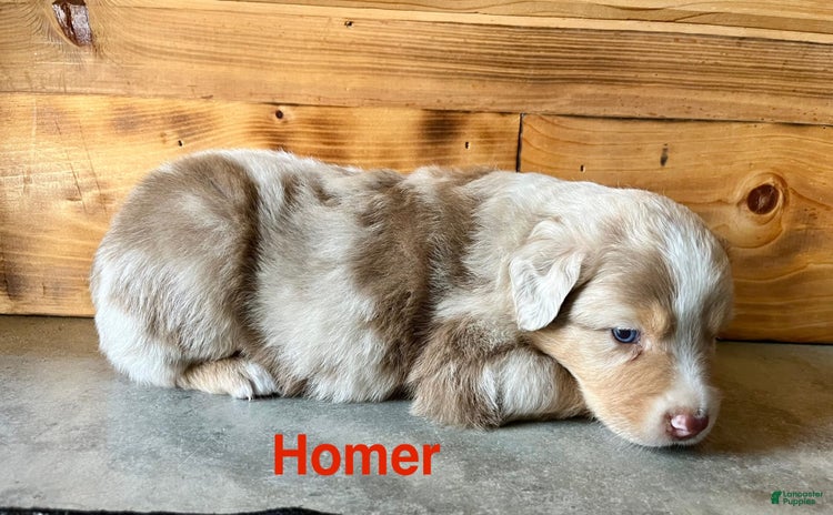 Australian Shepherd dogs for sale - Ad 3