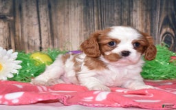 Cavalier King Charles Spaniel dogs for sale: Boomer - Image 3