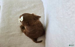 Cavapoo dogs for sale: Summer - Image 10