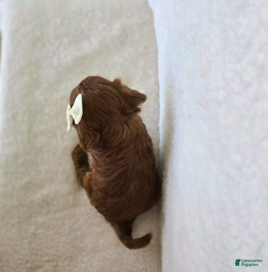 Cavapoo dogs for sale: Summer - Image 10