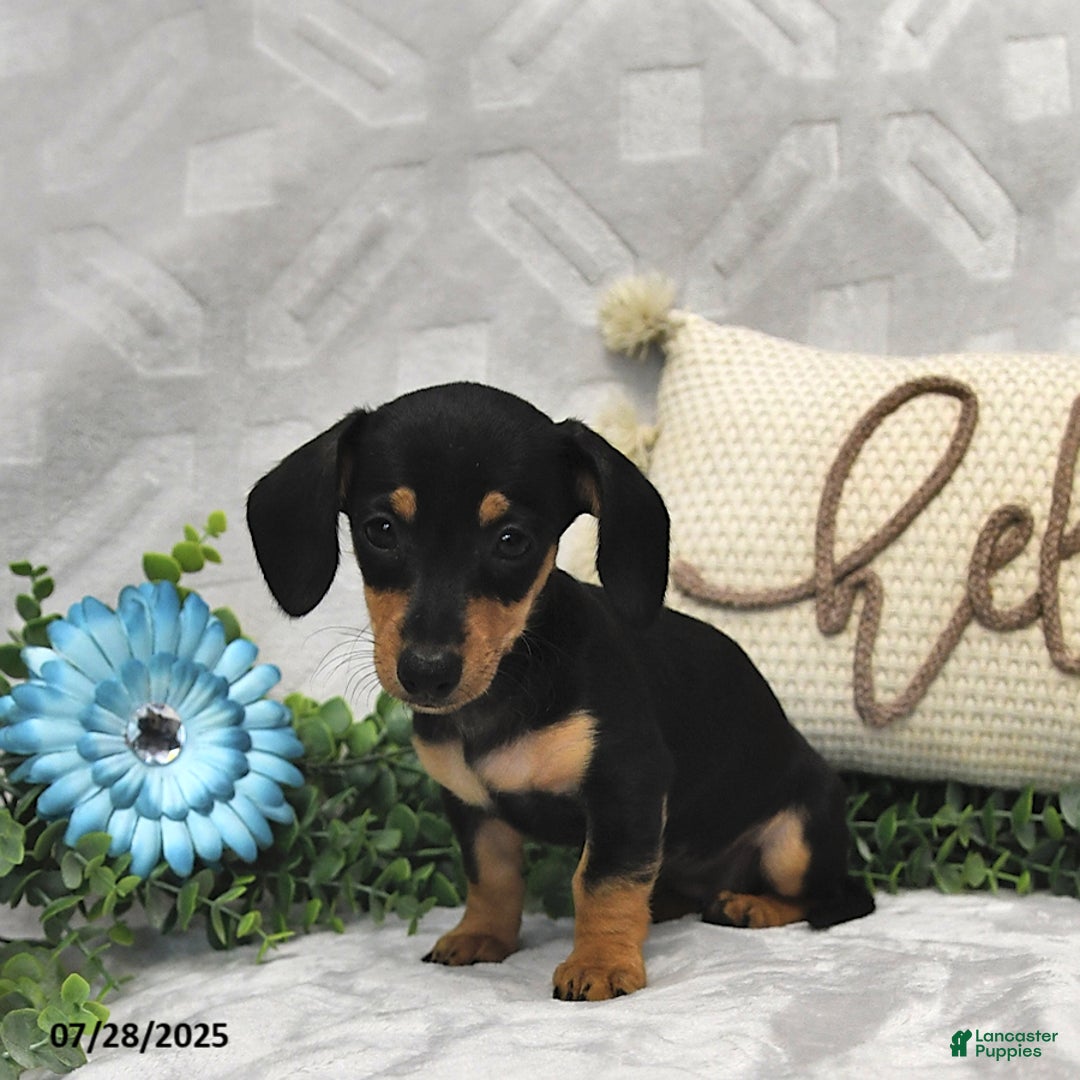 Miniature Dachshund dogs for sale: Dori - Image 4