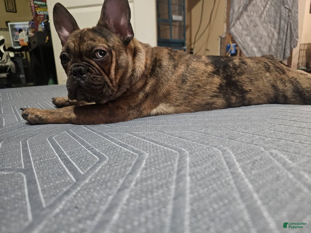 French Bulldog dogs for sale: Gretchen - Image 9