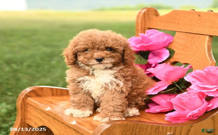 Miniature Poodle dogs for sale - Ad 4